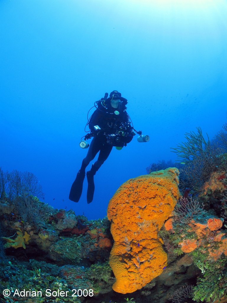 John Hovering Over Orange Bahamas Sponge