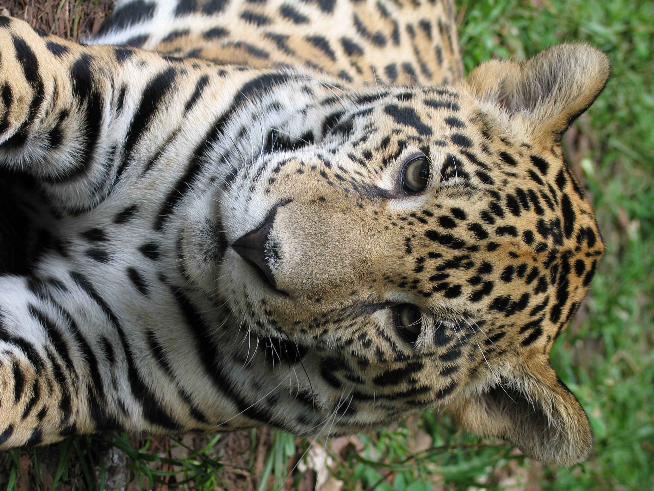 Junior the Jaguar - Belize City Zoo '07