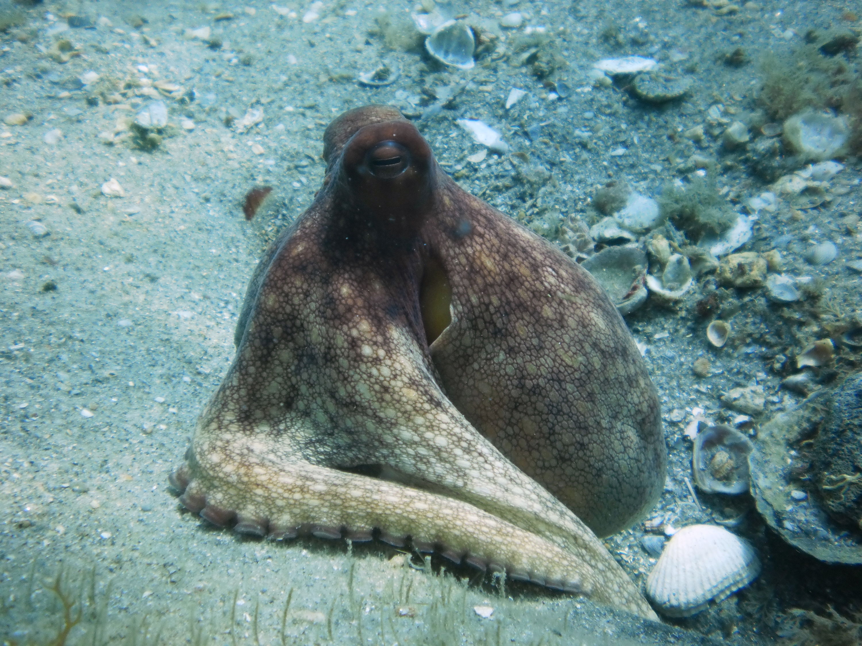 Just a plain octopus