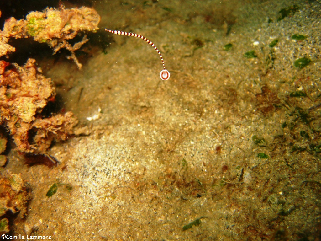Juvenile broad banded pipefish