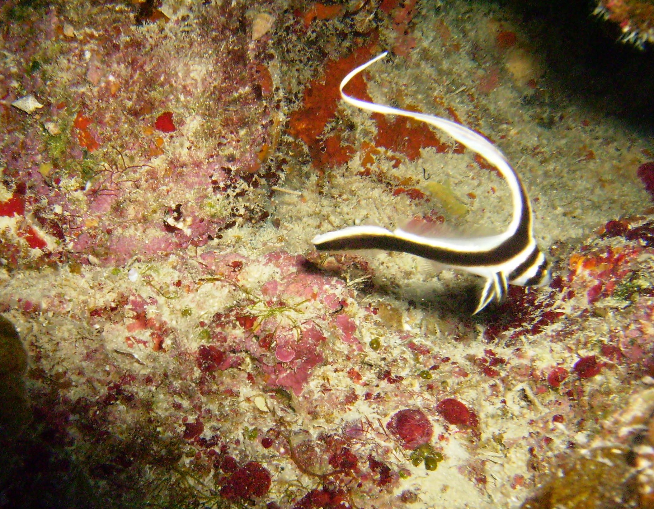 Juvenile drumfish