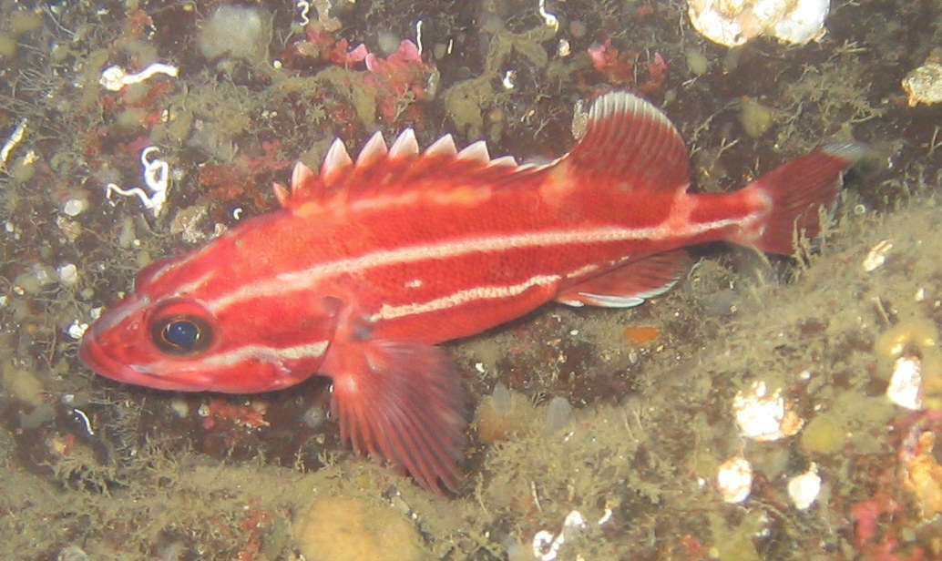 Juvenile Yelloweye Rockfish