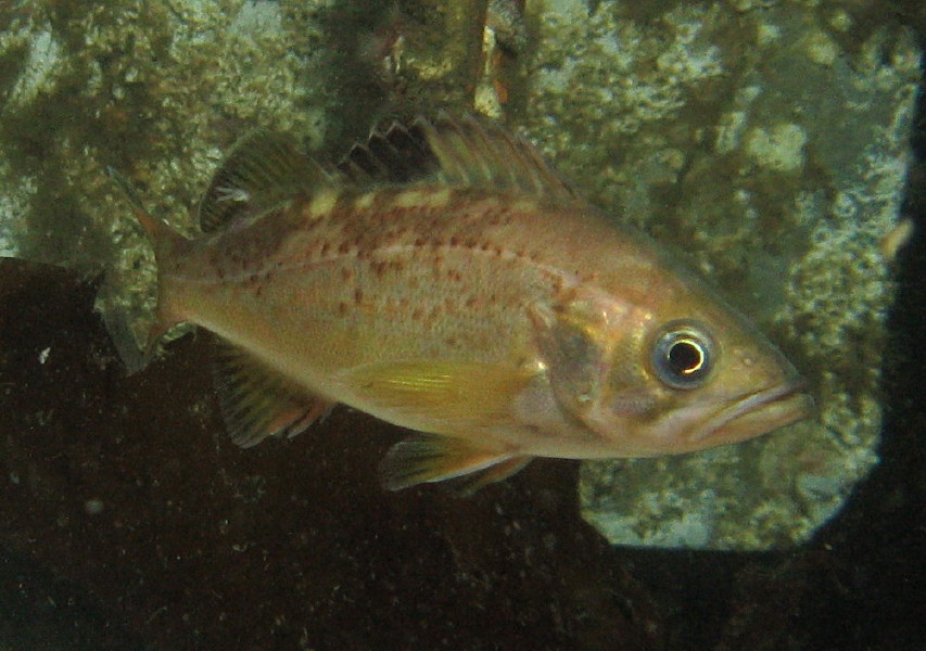 juvenile Yellowtail Rockfish