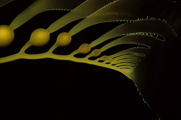 Kelp Closeup