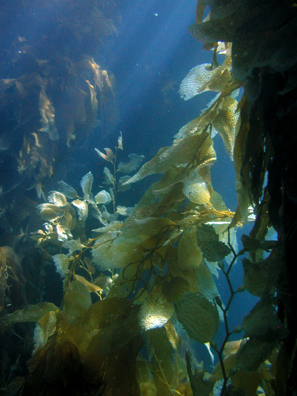 Kelp in the Sunlight