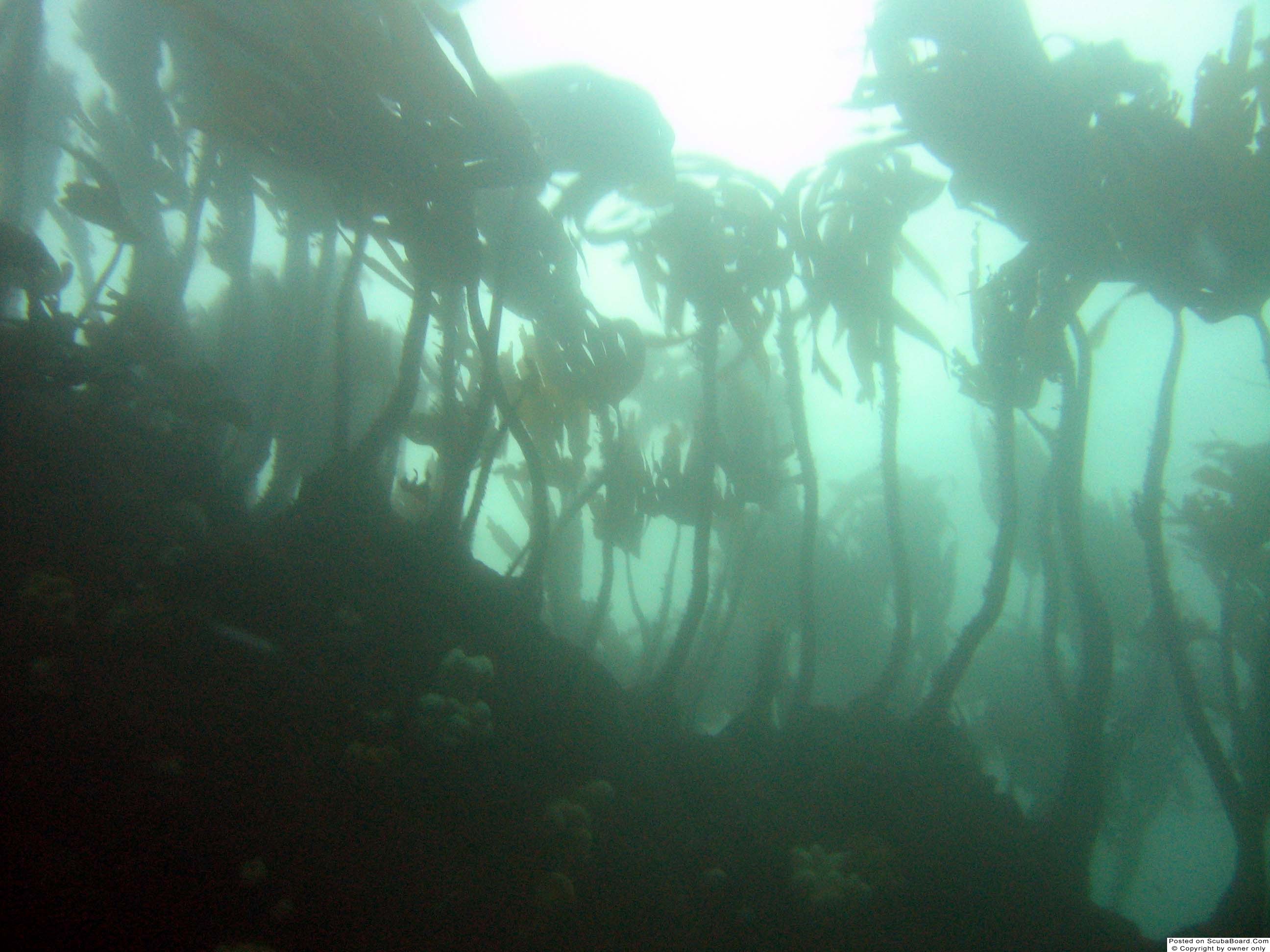 kelp_forest_st_abbs