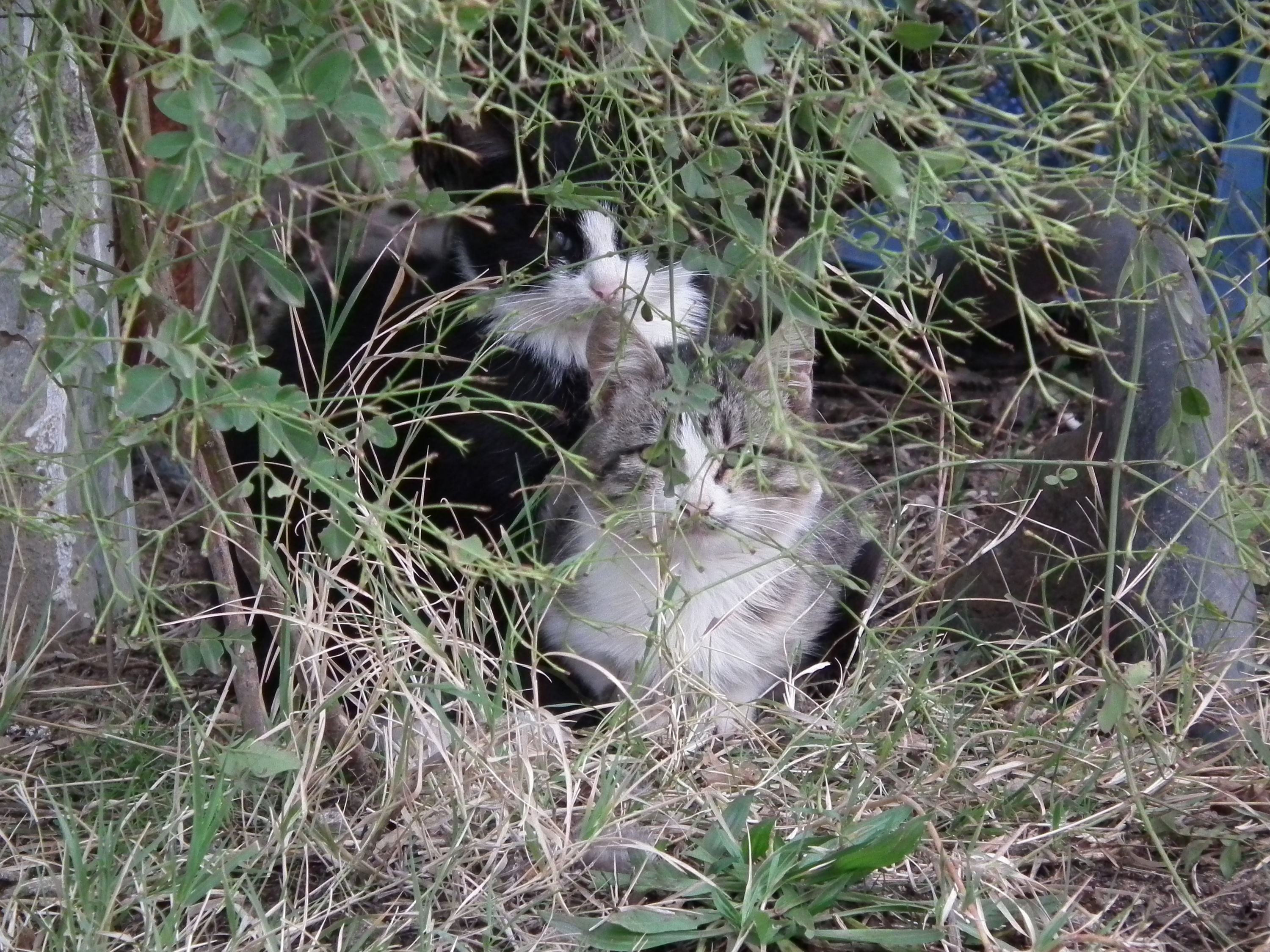 Kittens in hiding.