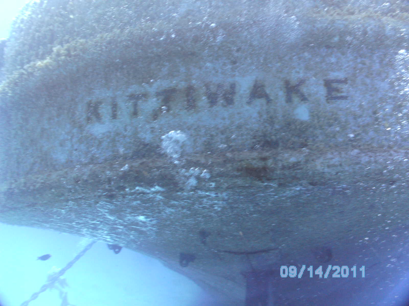 Kittiwake