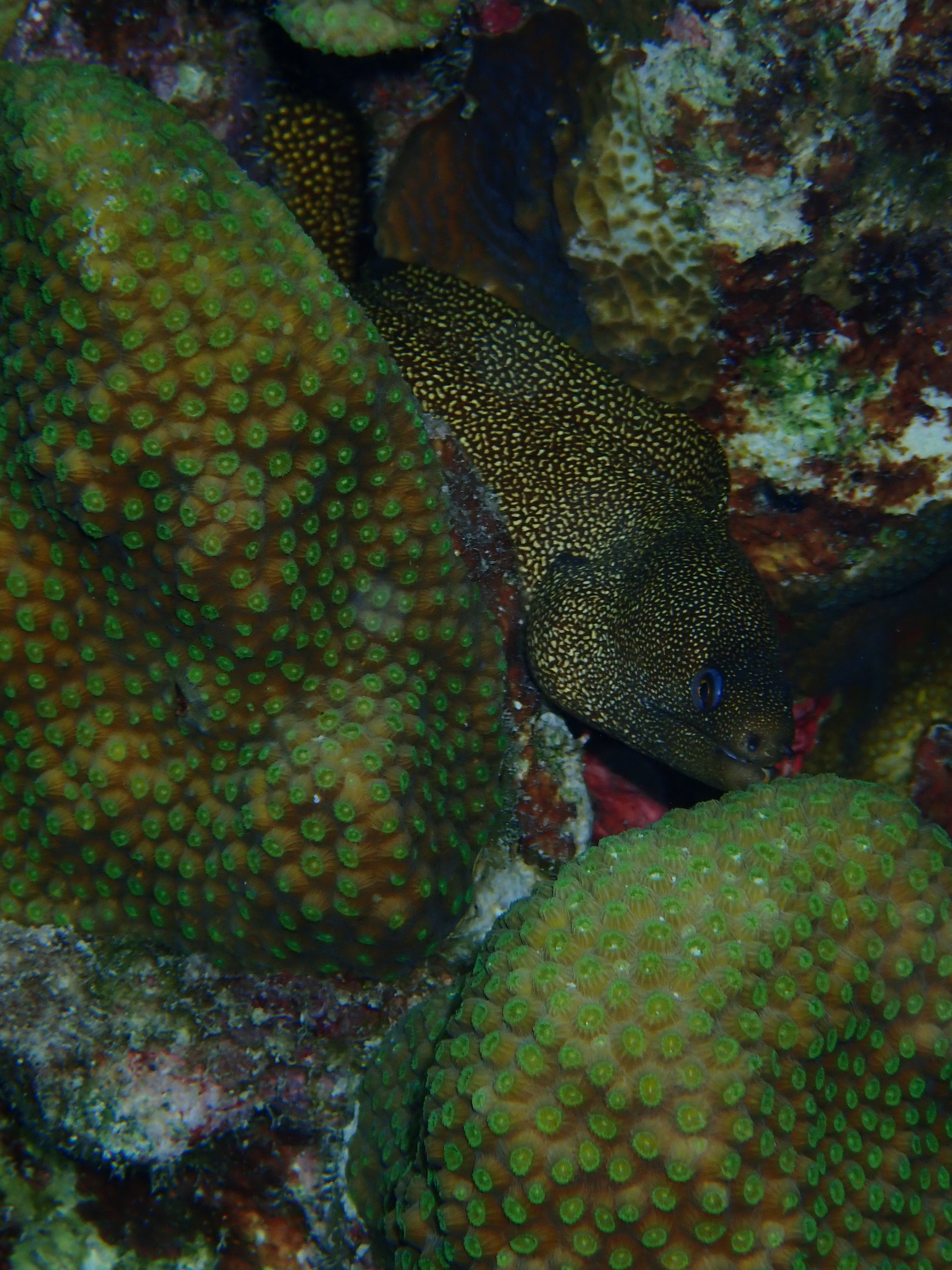 Klein Bonaire eel