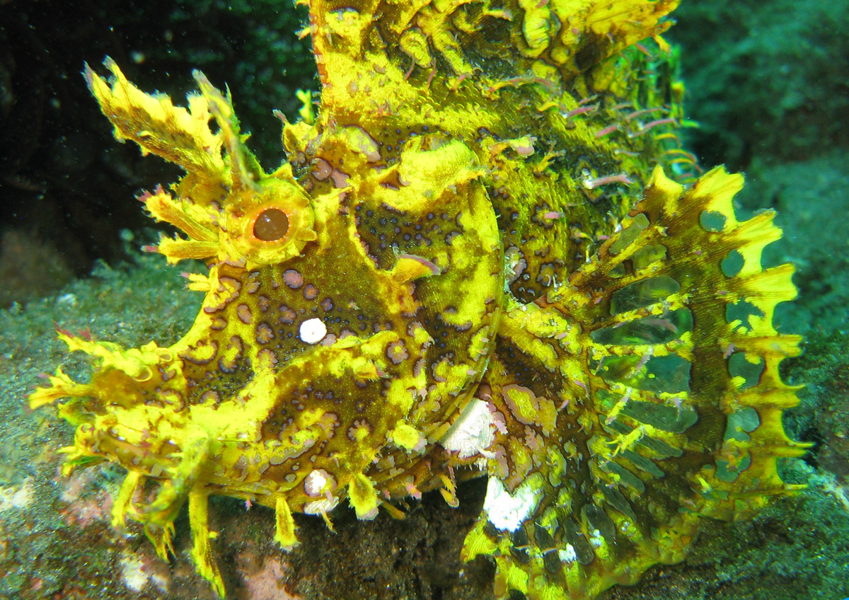 lacy scorpionfish