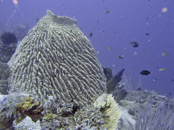 Large Barrel Sponge