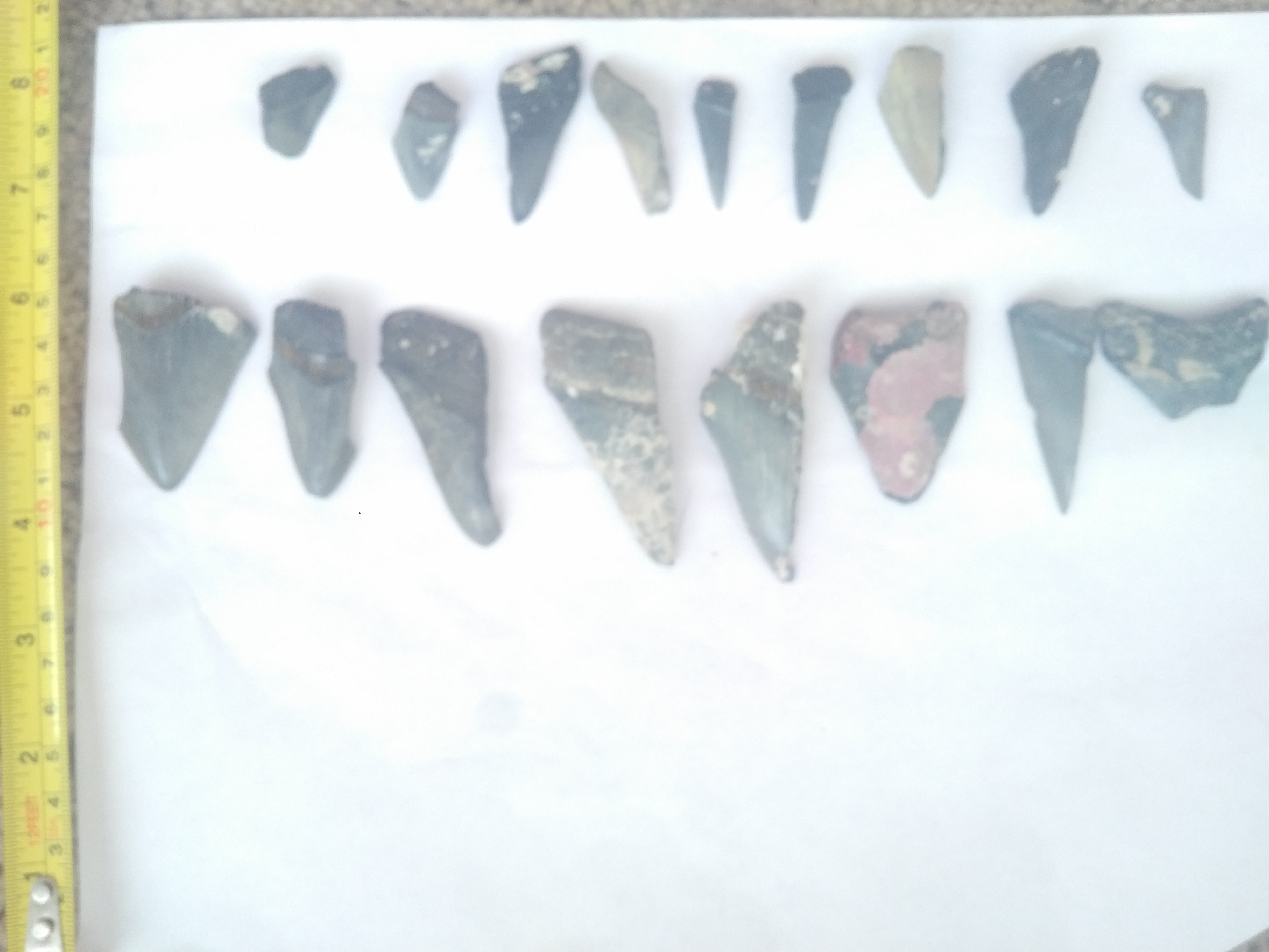 Large teeth fragments