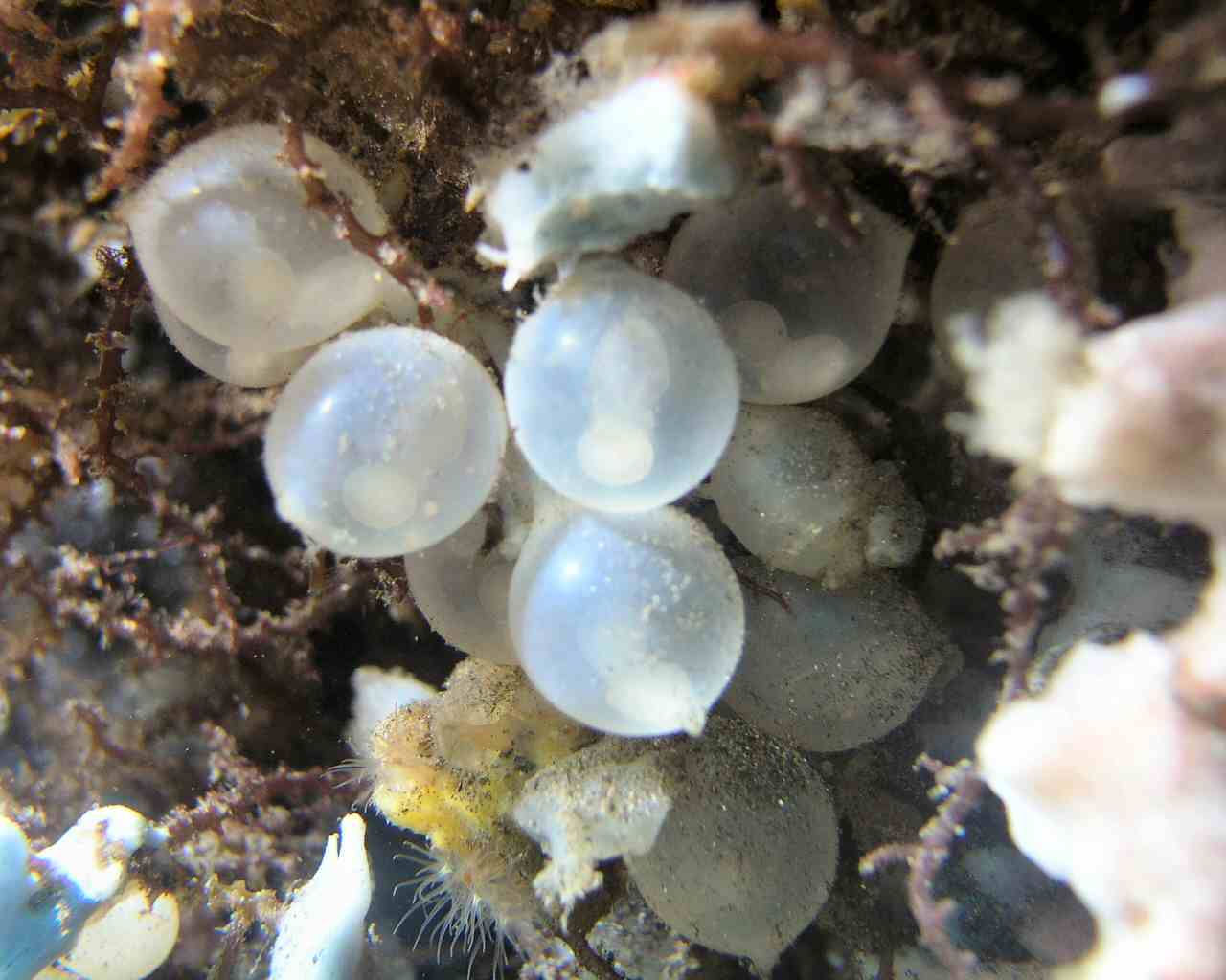 Lembeh Straight - Cuttlefish Eggs