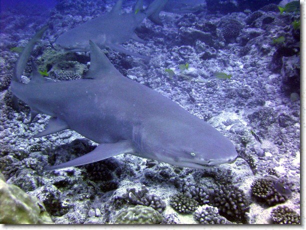 Lemon Sharks, Bora Bora