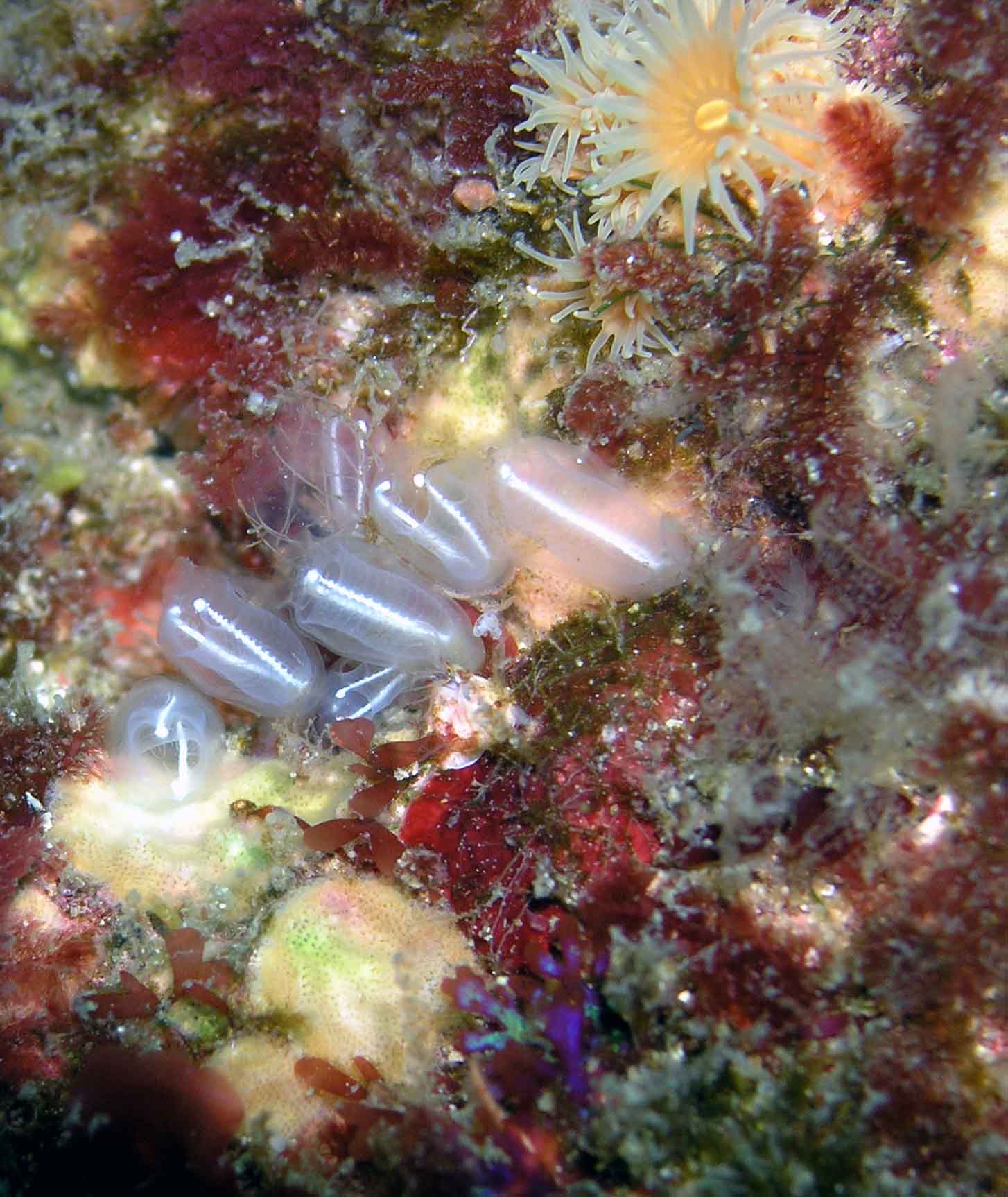 Lightbulb tunicates