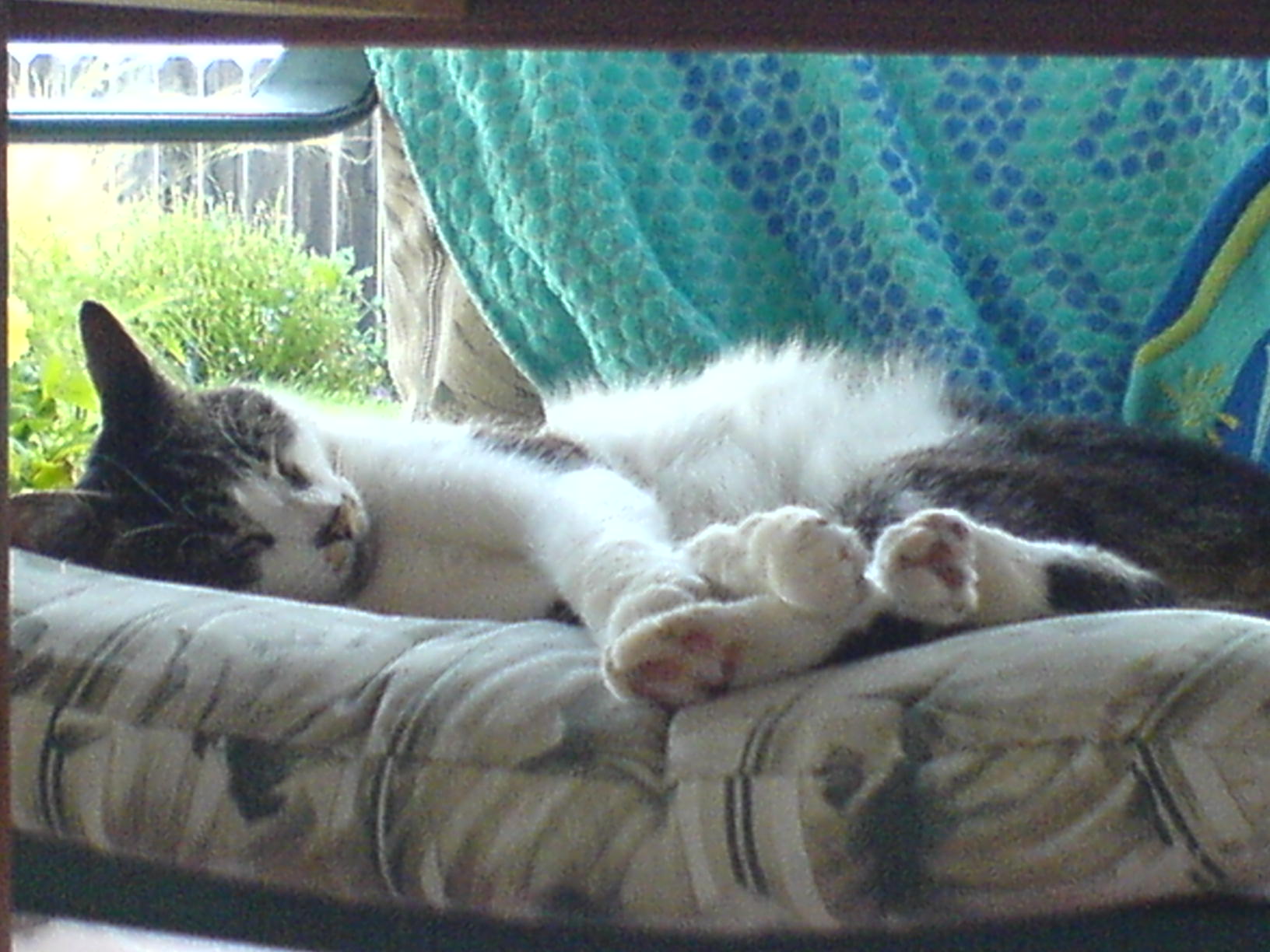 Lilo (July 2006)