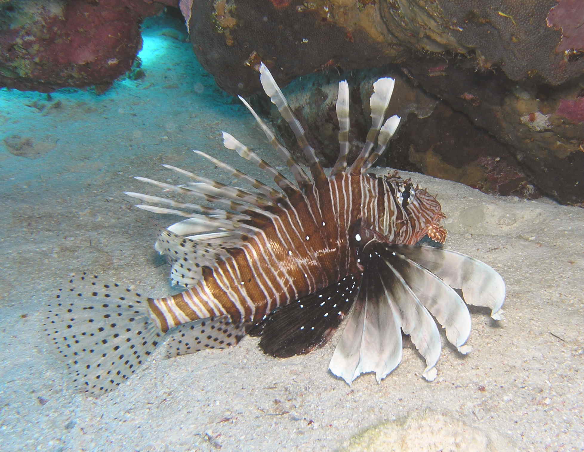 Lion Fish - Red Sea