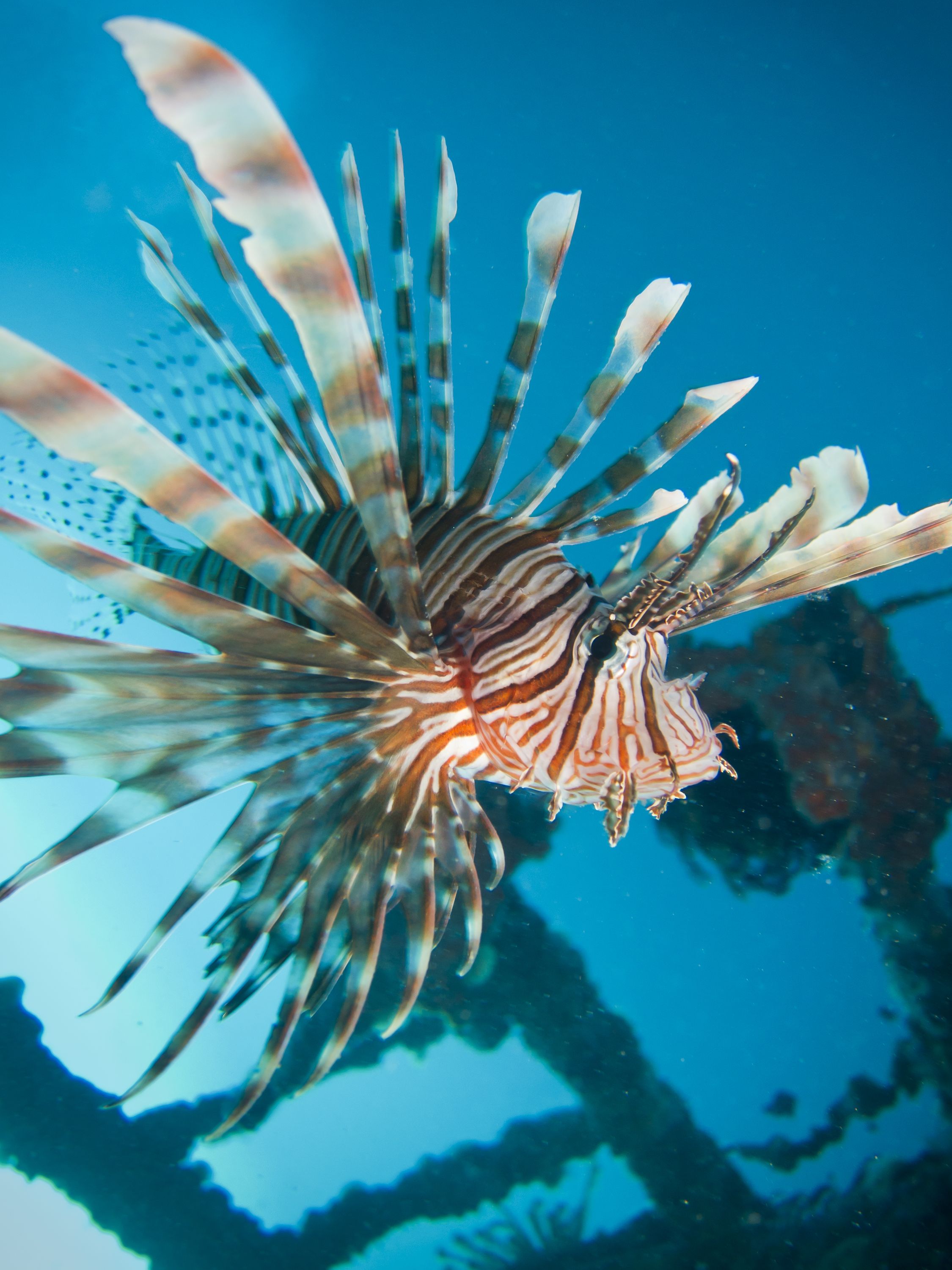 Lionfish closeup - Seaventures dive rig Sipadan