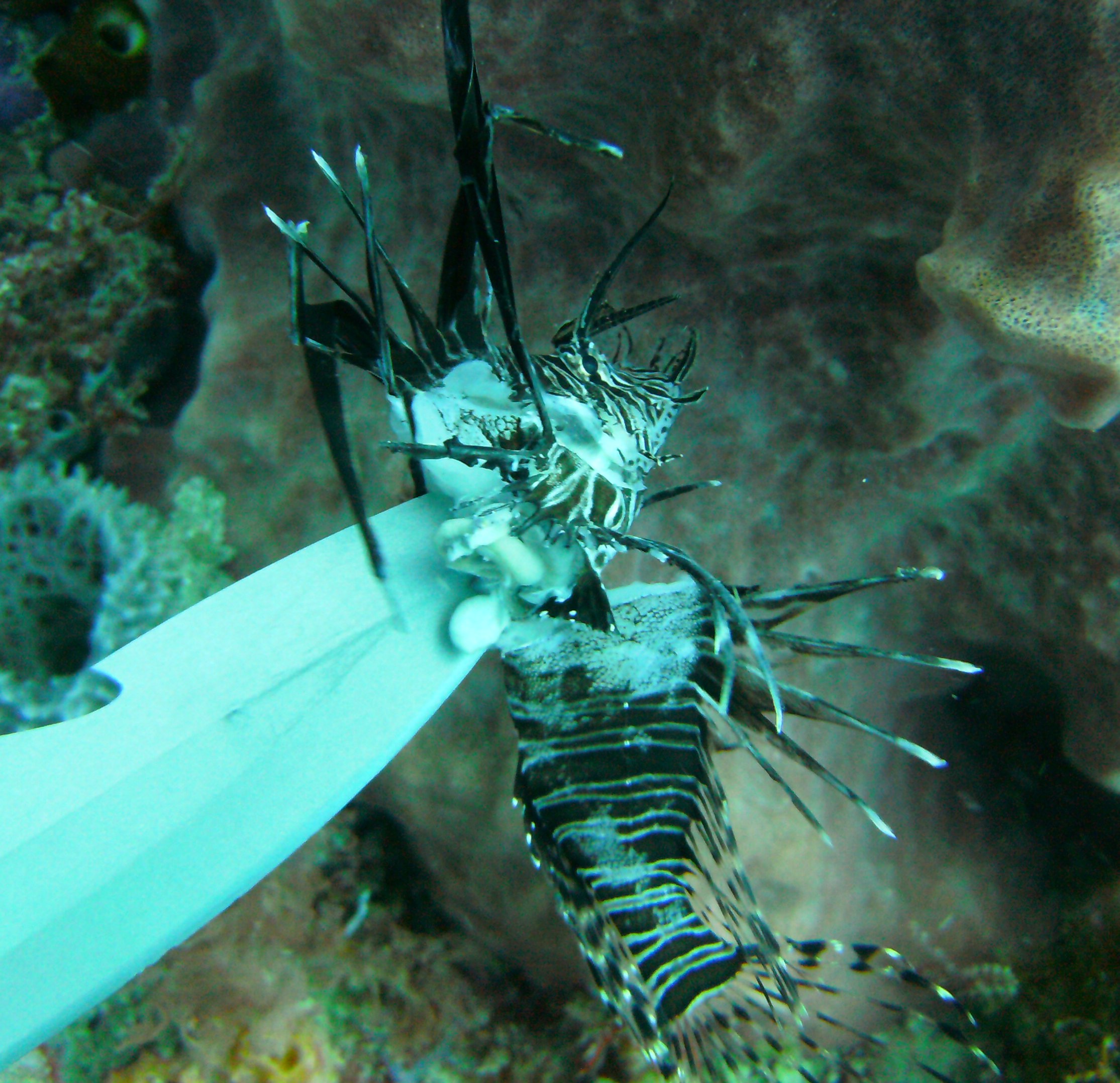 lionfish on breakers reef