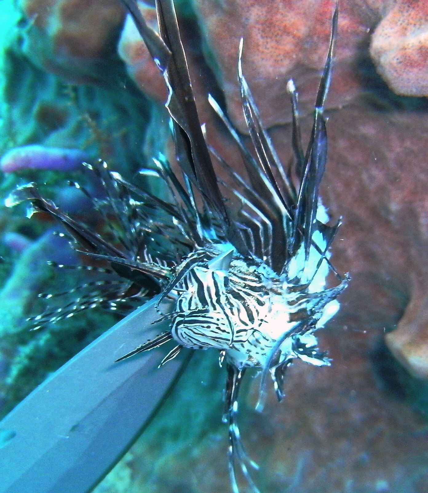 lionfish on breakers reef