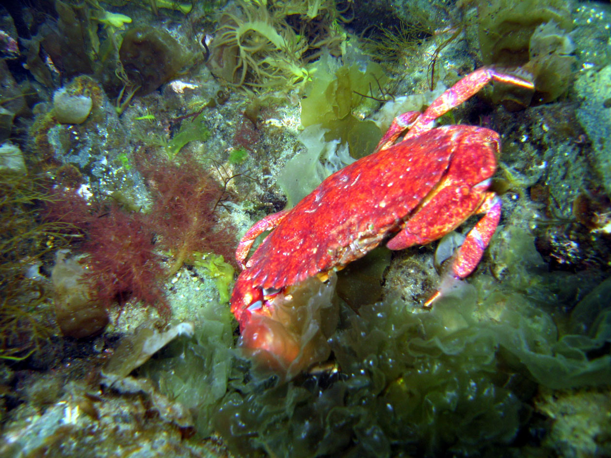 little red crab