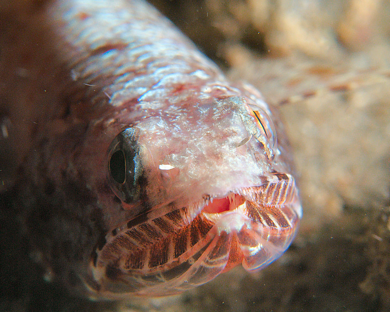 Lizard fish on Witu Island cone