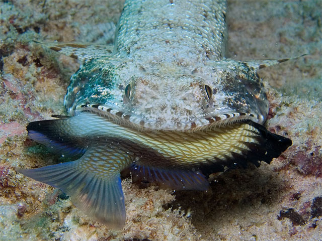 Lizardfish eating Humbug