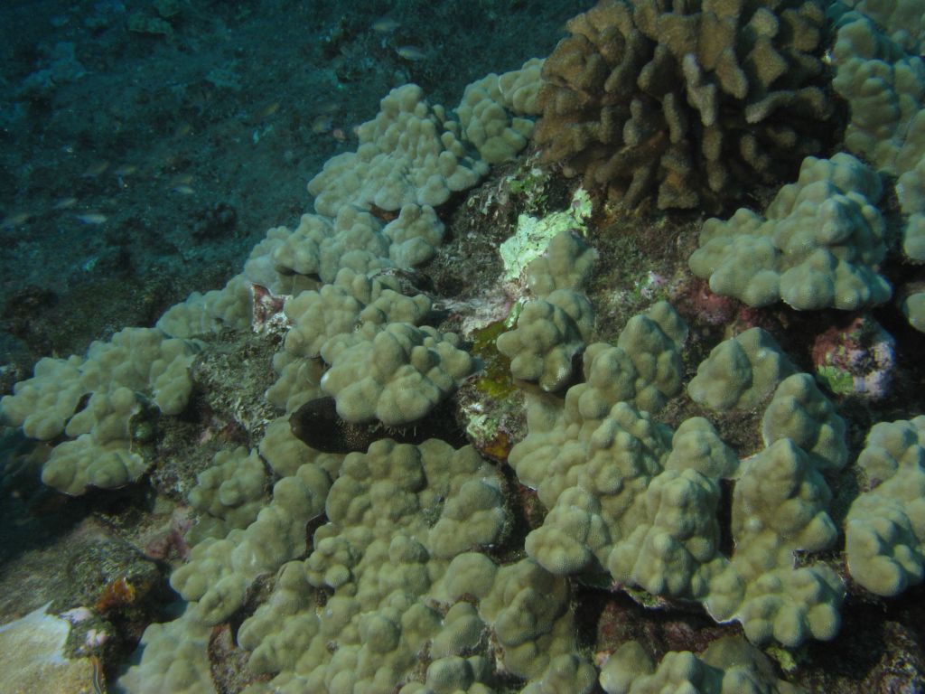Lobe Coral with Moray Eel 2