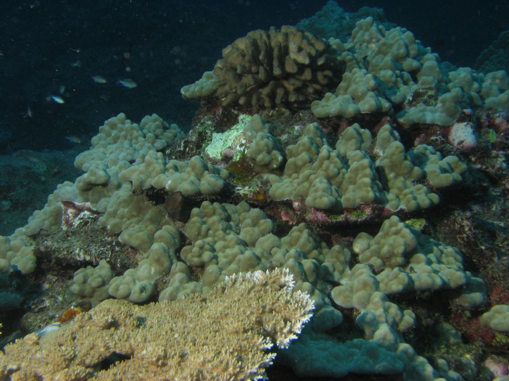 Lobe Coral with Moray Eel