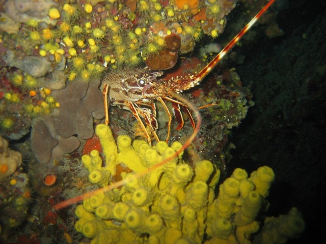 lobster 3