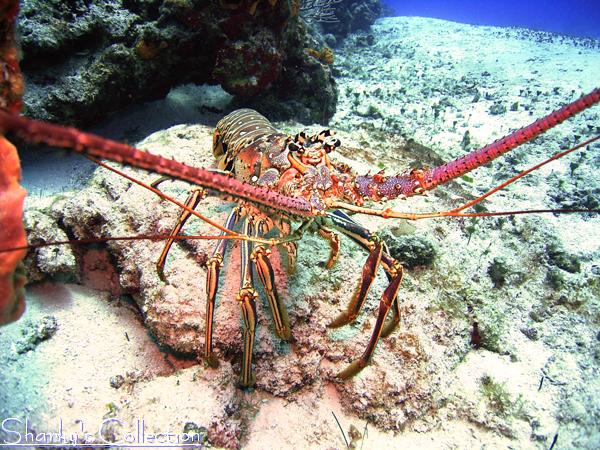 Lobster at Yucab