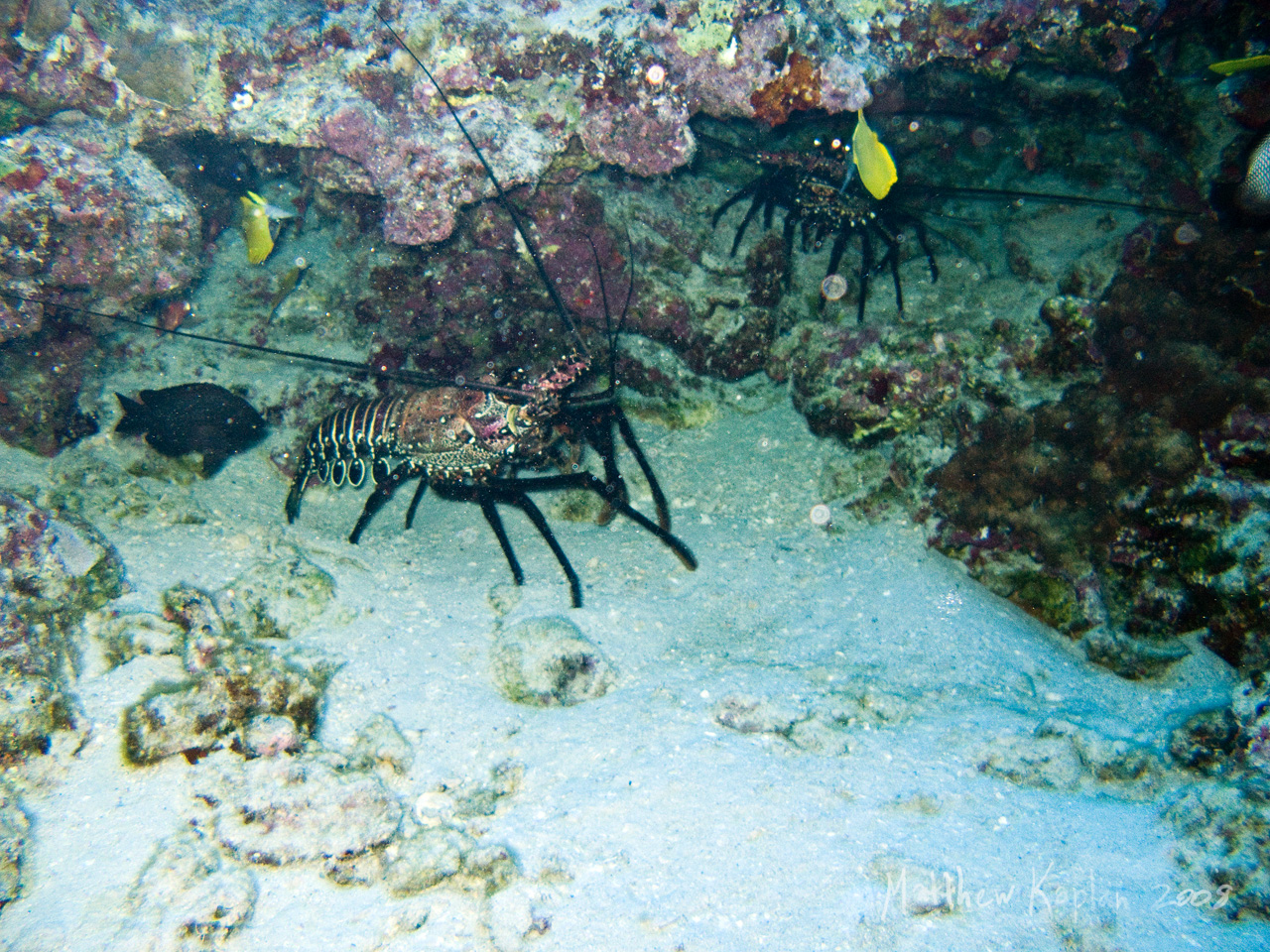 Lobster Creatures