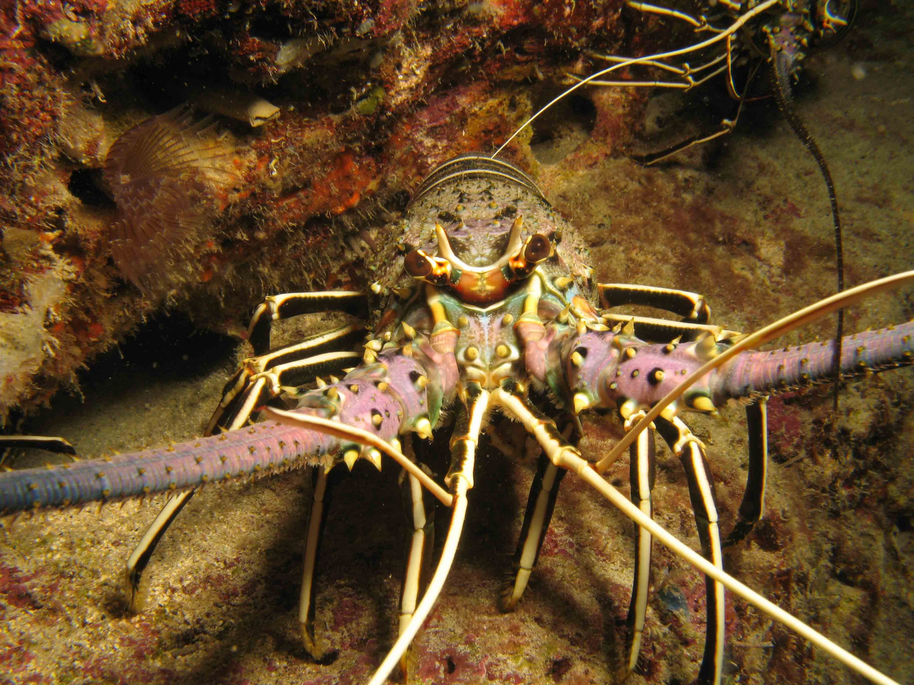 Lobster detail