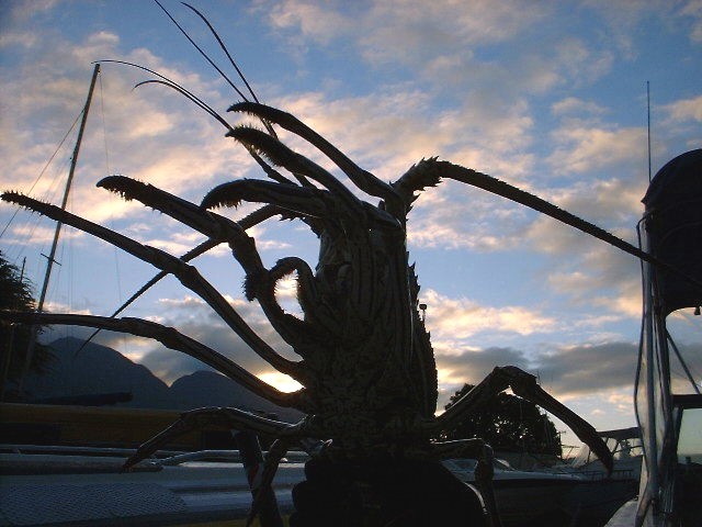 Lobster Profile at Sunrise on Maui