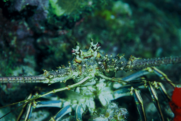Lobster2-Curacao