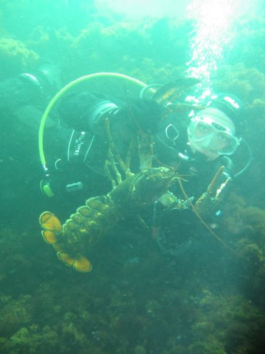lobster24
