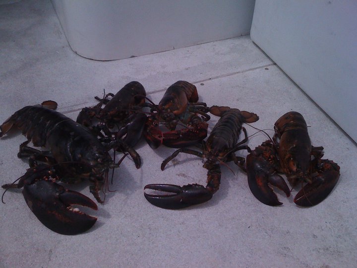 Lobster41