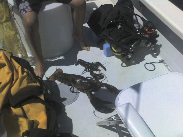 Lobstering off Cape