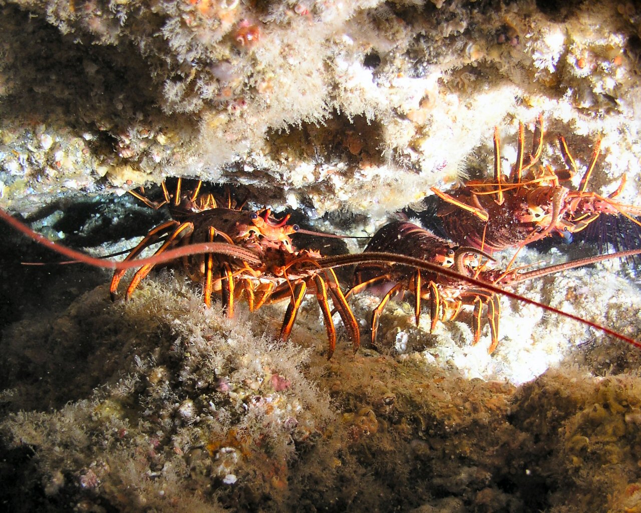 Lobsters at Bird Rock