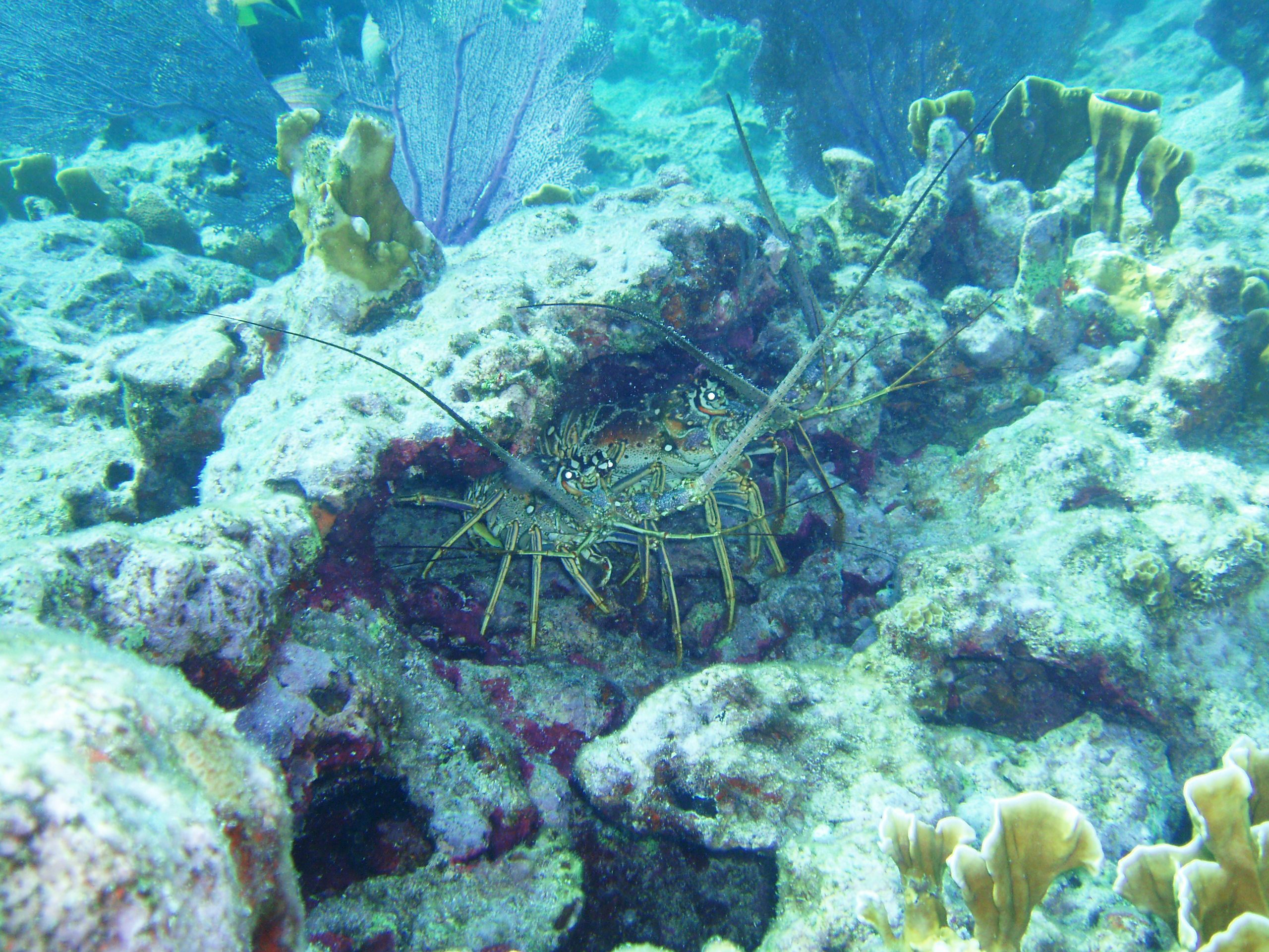 Lobsters at Snapper Ledge