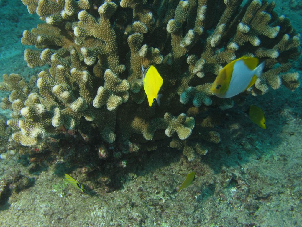 Long Nosed and Pyramid Butterflyfish