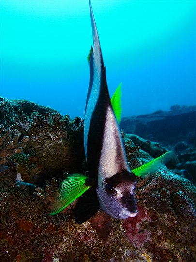 Longfin Bannerfish Portrait