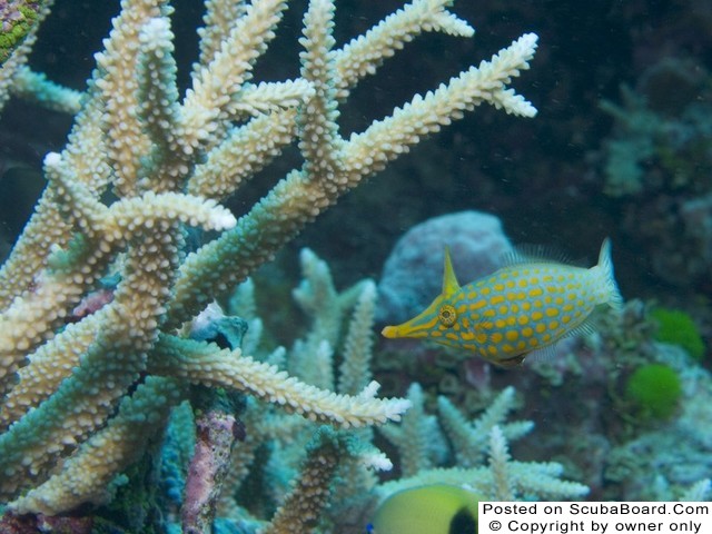 Longnose Filefish