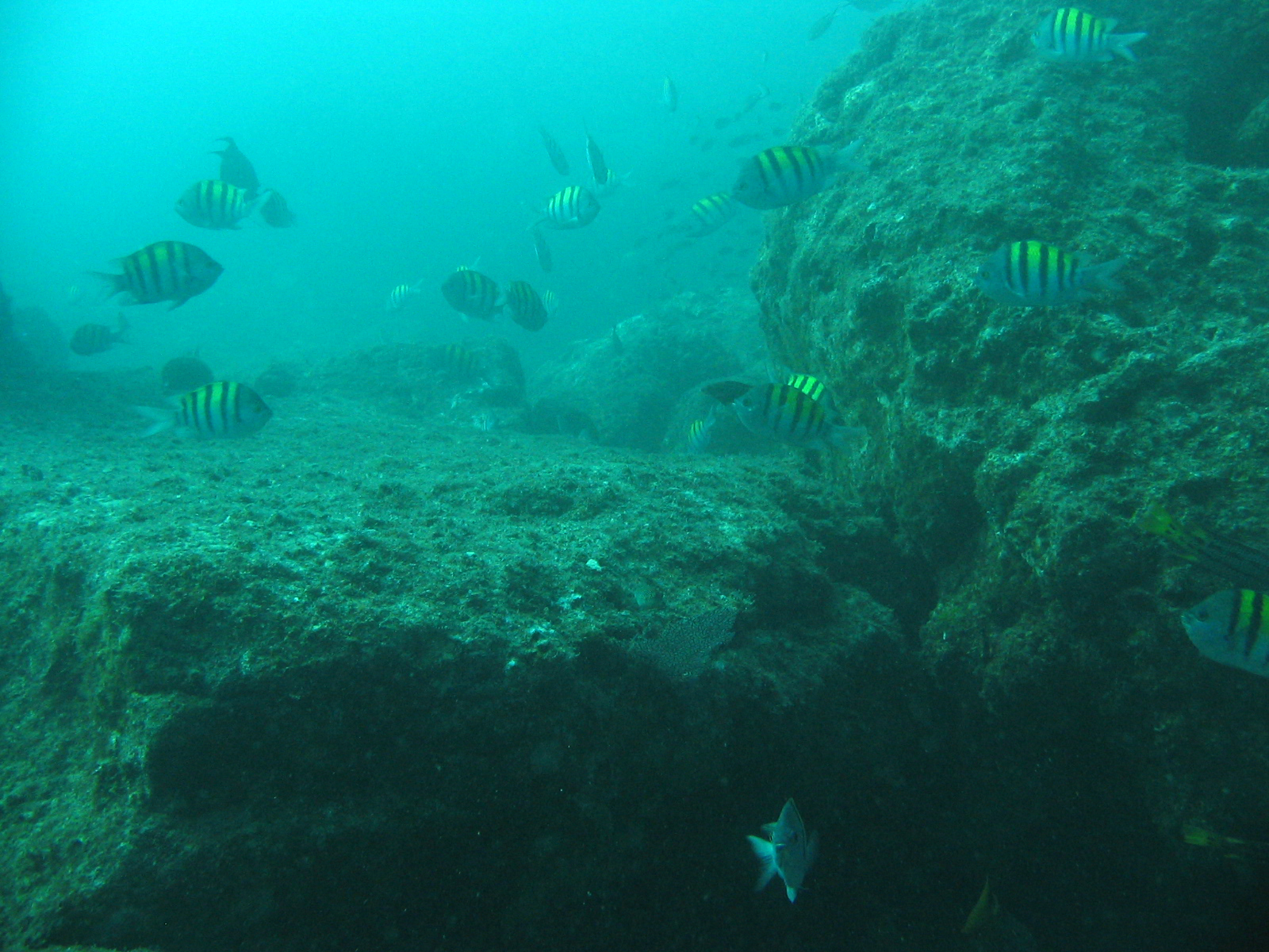 Loreto-Baja diving