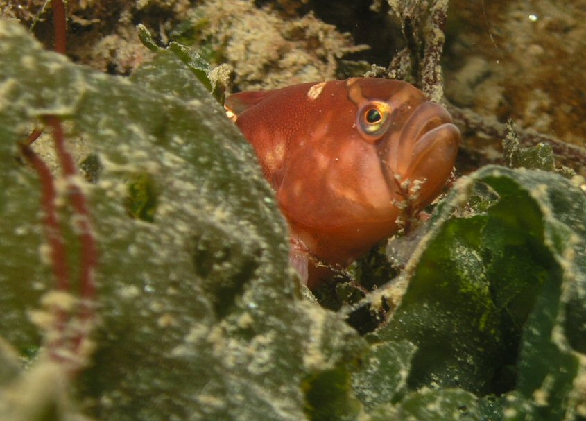 Lurking in Kelp