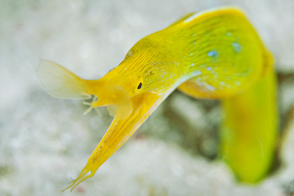 Mabul female ribbon eel