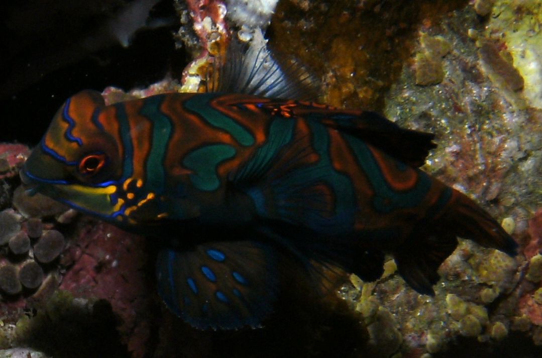Mandarinfish-Philippines 2011