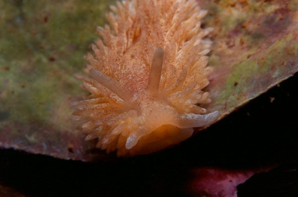 Maned nudibranch on scallop shell