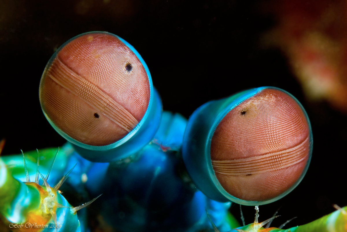 Mantis Shrimp eyes
