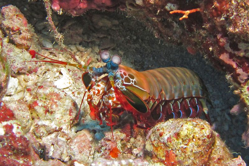Mantis Shrimp in the Maldives